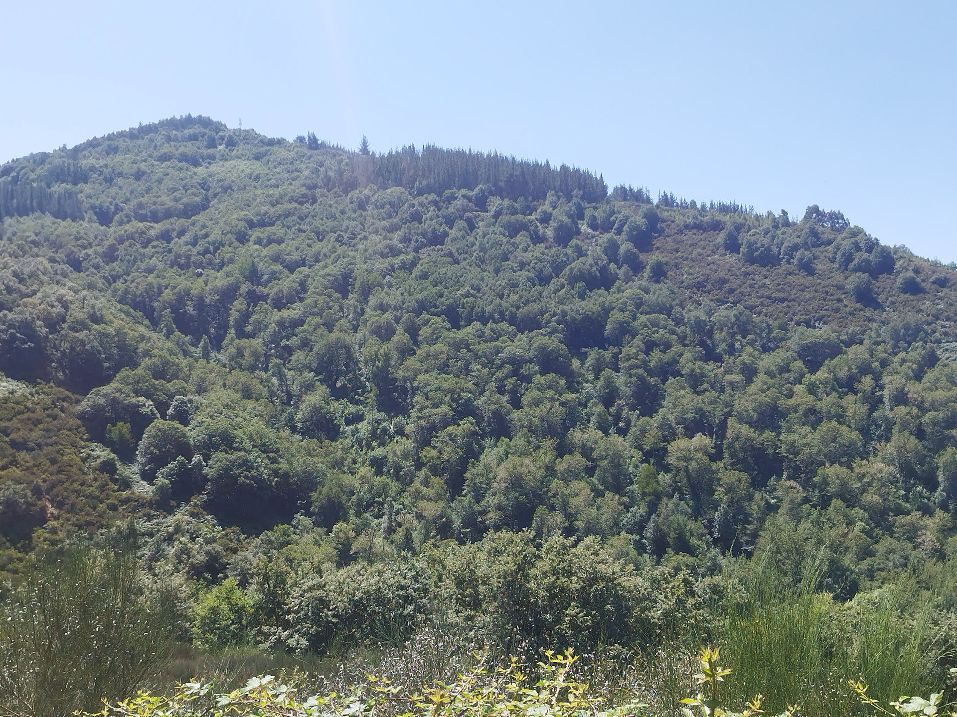 Castañeiral de Sta Xuliana