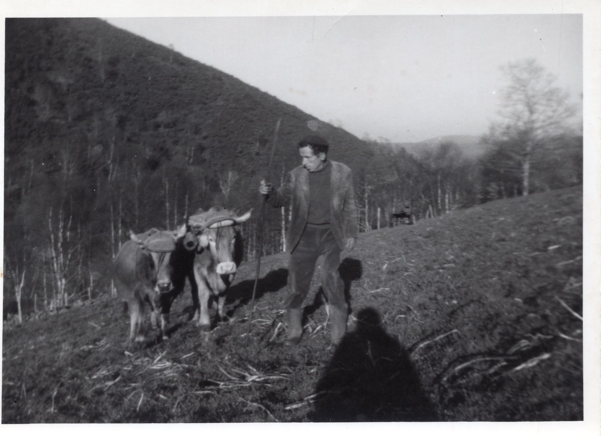 Chamando as vacas para arar