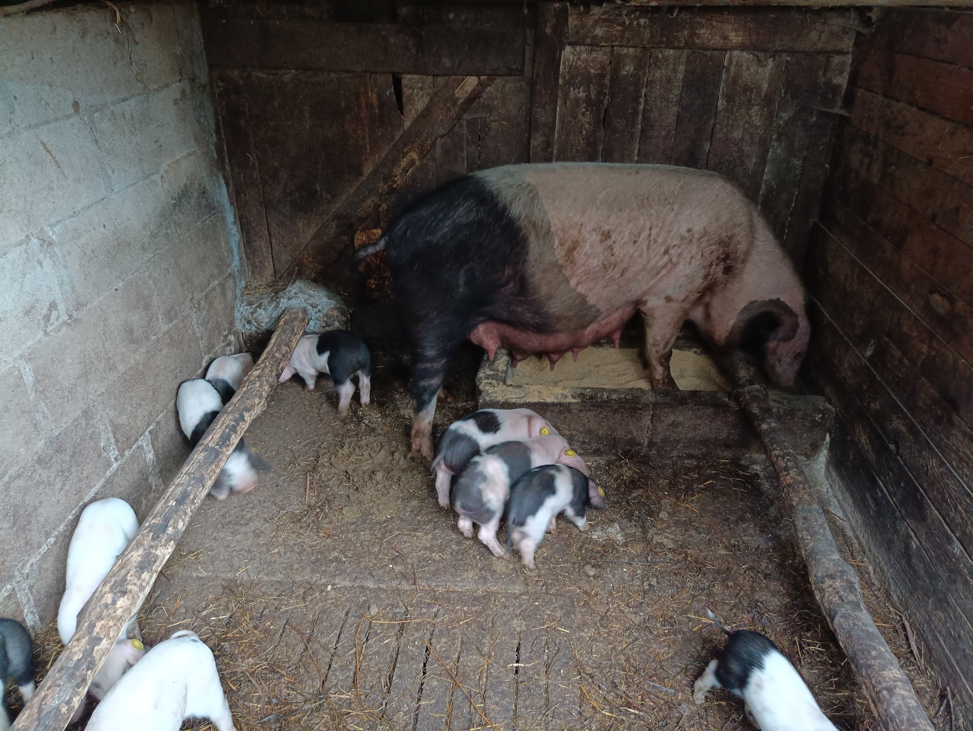 Cocha da raza "porco celta" e ranchos