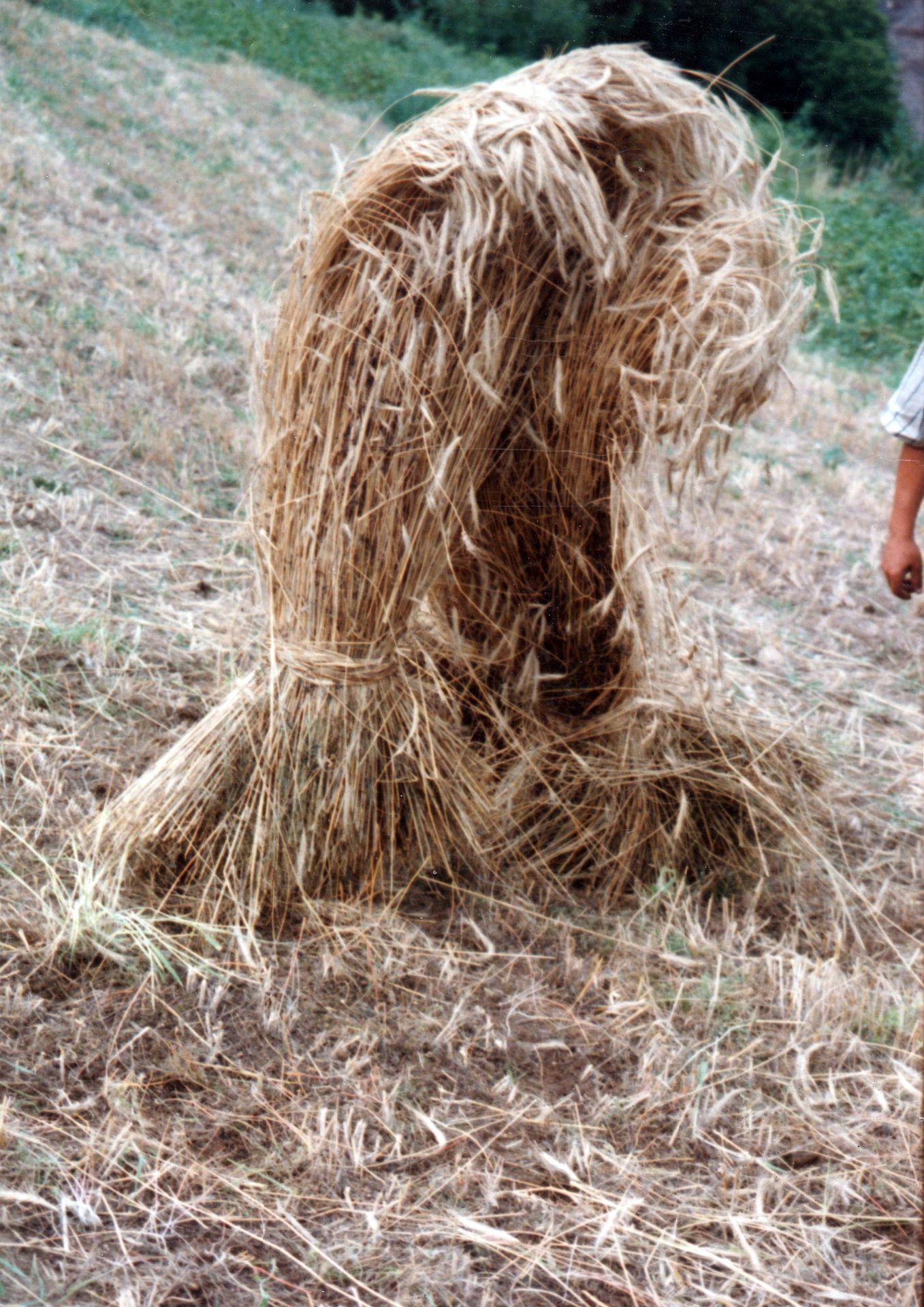 Comezando a facer un marroto