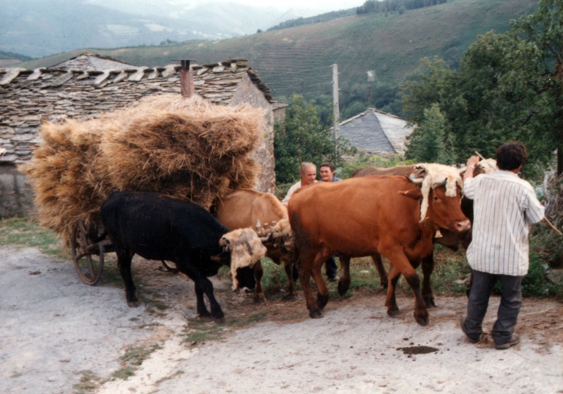 Carretando os mollos para a aira